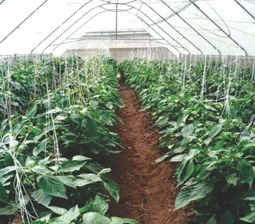 Greenhouse and irrigation equipments